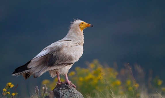 Vaillant, 2021 Yılında Koruma ve Farkındalık Çalışmalarına Odaklandı Vaillant, 2021 Yılında Koruma ve Farkındalık Çalışmalarına Odaklandı