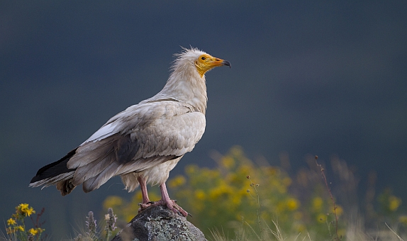 Vaillant, "Küçük Akbabaları Koruma Projesi" ile Ekosistemin Sağlıklı İşleyişine Katkı Sağlıyor